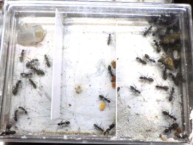 クロオオアリ　産卵中20匹程のコロニー クロオオアリの大家族 : ありんこ日記 AntRoom