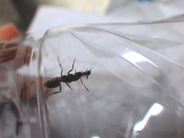ケアリのヒミツ : 研究室日記 大手通販 ケアリ様専用 テーラードジャケット