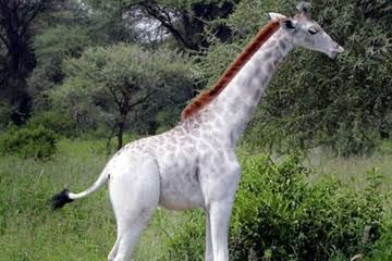 ニューヨーク州の動物のオーミクロンが変異種への懸念を引き起こす