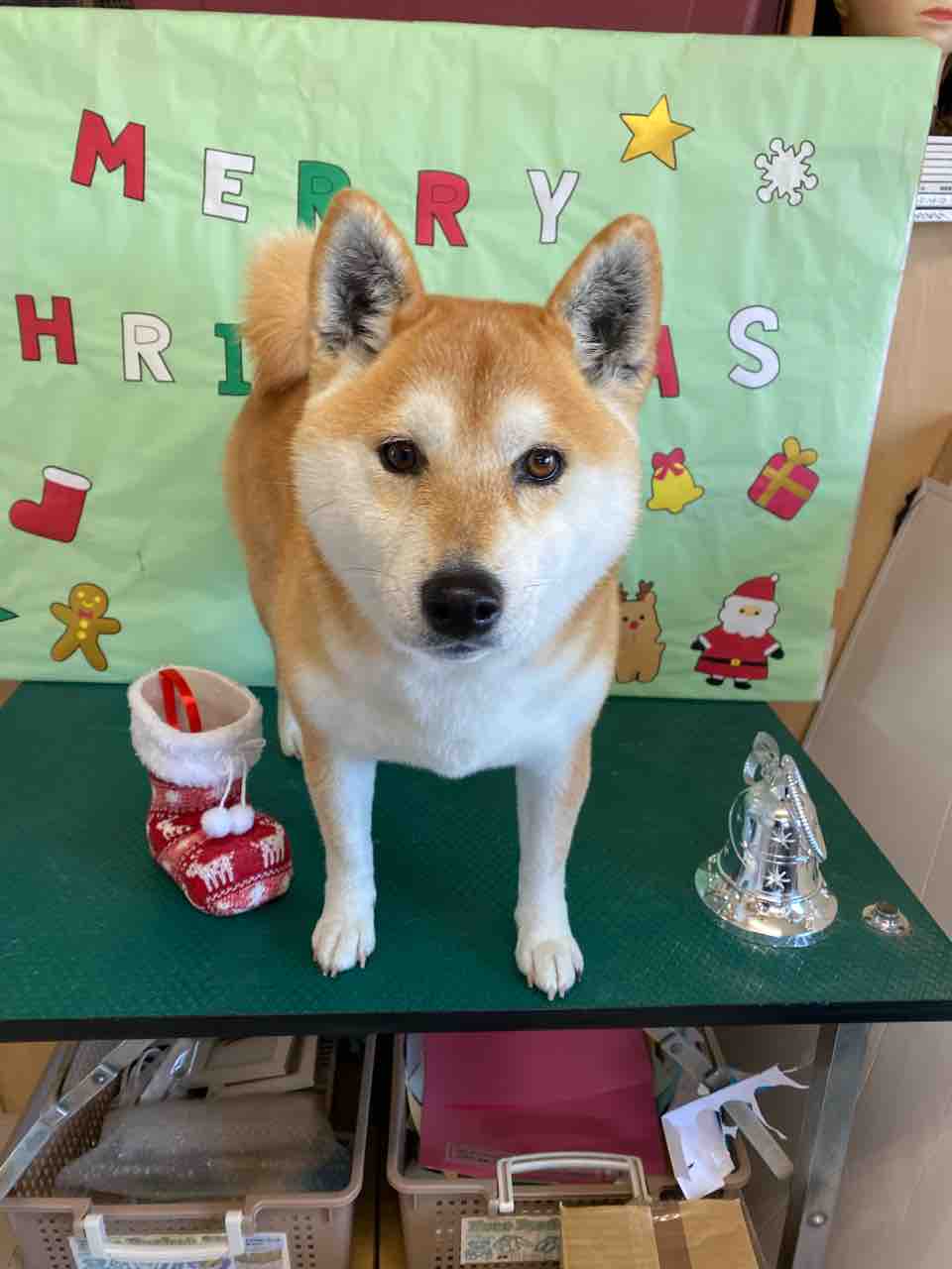 毛たくさん抜けた〜🎵（2022.12.09） | 東御市｜人間と犬の美容室｜(有)フォルテ＆ドンピー