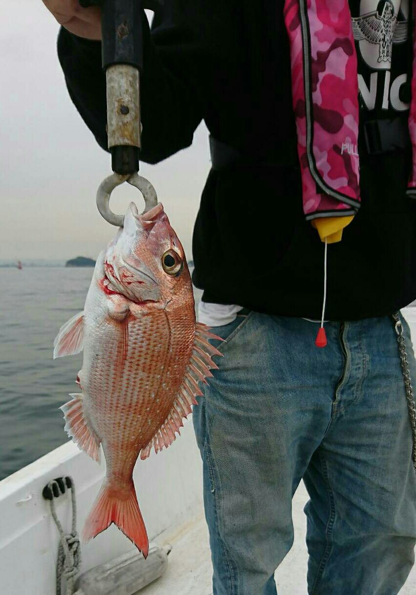 瀬戸内海 タイラバ 最近のお気に入り釣りガール みっぴ 動画有り 紅牙 真鯛捌き方 絞め方 Hideの釣りブログ 瀬戸内海 タイラバ 最近のお気に入り釣りガール みっぴ 動画有り 紅牙 真鯛捌き方 絞め方 Hideの釣りブログ
