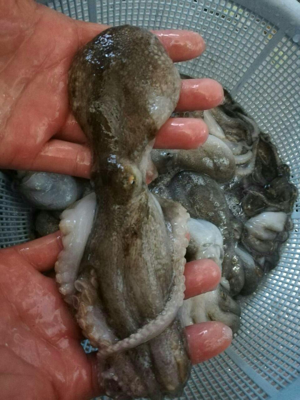 覚悟はいいか オレは出来てる 笠岡市イイダコ リベンジ釣行 Hideの釣りブログ 覚悟はいいか オレは出来てる 笠岡市イイダコ リベンジ釣行 Hideの釣りブログ