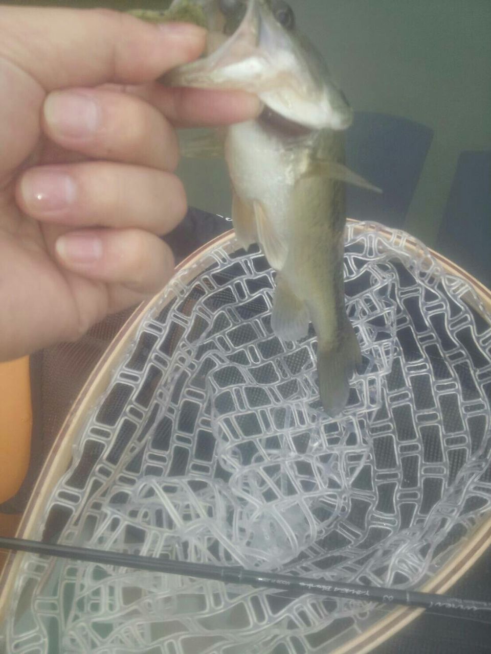 フローター釣行 18 10 26 野池 キッズとの生戯れ ゲーリーグラブ爆釣 青木大介プロ ゲーリーヤマモト ゲーリーグラブ 解説 動画 Hideの釣りブログ