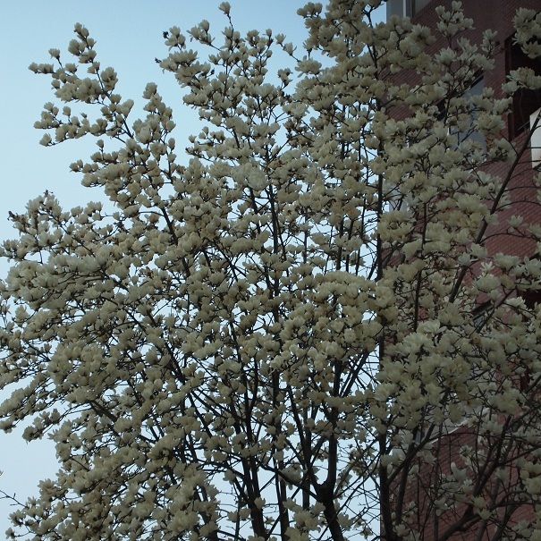 神戸に咲く こぶしの花 セレクトショップ Fortissimo