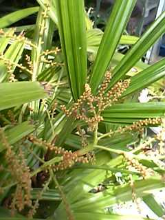 観音竹の花 貪瞋癡 とんじんち 観音竹の花 貪瞋癡 とんじんち