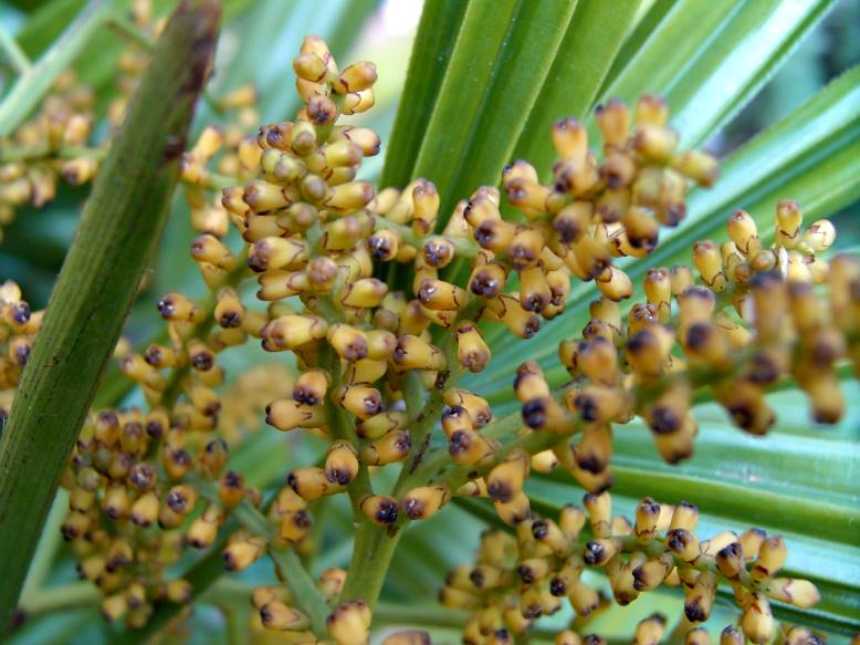 観音竹の花 貪瞋癡 とんじんち 観音竹の花 貪瞋癡 とんじんち