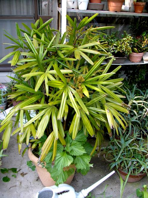観音竹の花 貪瞋癡 とんじんち 観音竹の花 貪瞋癡 とんじんち