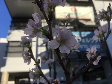 桜とフォルツァ