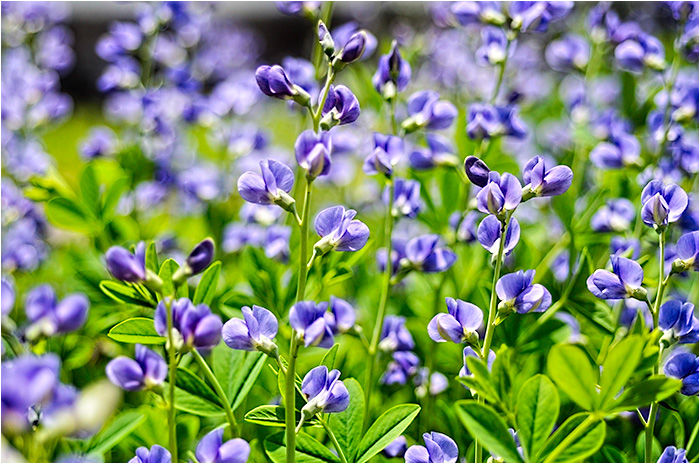 ムラサキセンダイハギ シラン ウーチャンの花暦