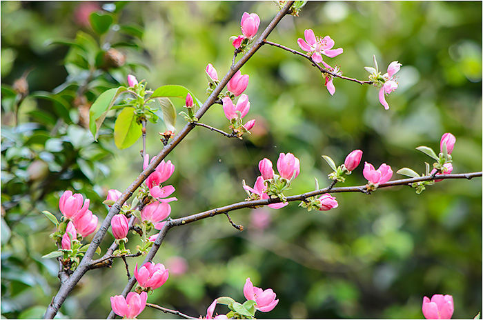 カリン シロヤマブキ の花 ウーチャンの花暦