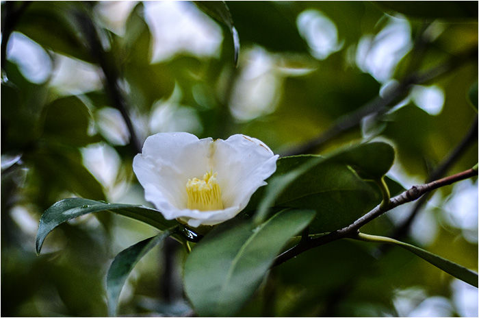 白侘助 しろわびすけ いそ菊 ウーチャンの花暦 白侘助 しろわびすけ いそ菊 ウーチャンの花暦