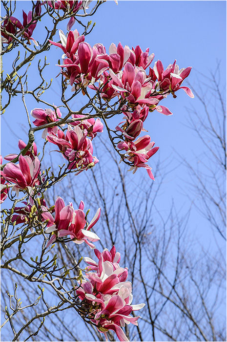 ウーチャンの花暦 : 紫モクレン