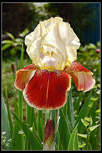 イチハツ ウーチャンの花暦