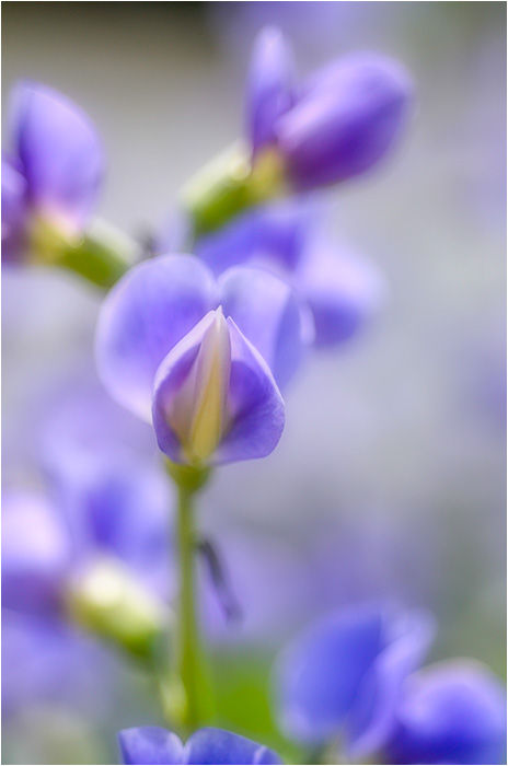ムラサキセンダイハギ シラン ウーチャンの花暦