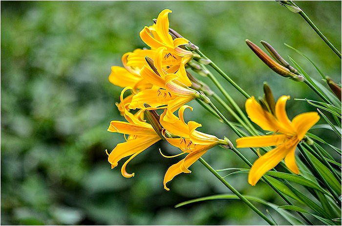 ヒメカンゾウ ウーチャンの花暦