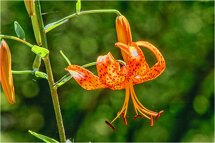 ユリ二種類 ウーチャンの花暦