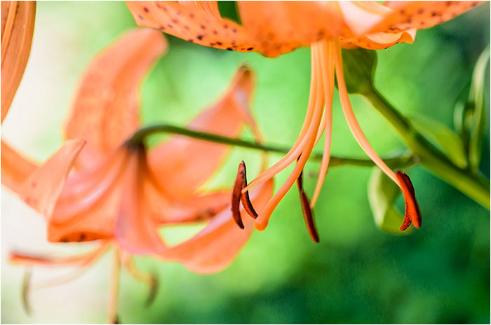 ユリ二種類 ウーチャンの花暦