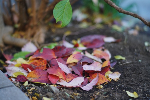 sankyo_komura_100mm_canon_fd_sony_a7r_ii