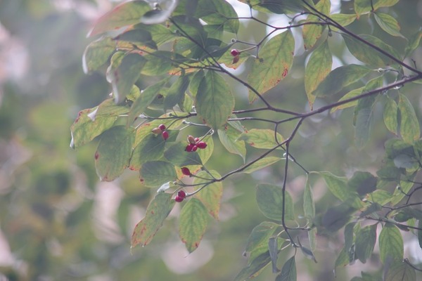 porst_tele_135mm_mc_auto_e_m42_sony_a7