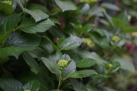 carl_zeiss_jena_tessar_80mm_pentacon6-sony_a7