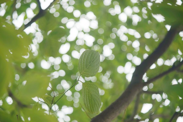 sankyo_optical_komura-_80mm_l39_sony_a7