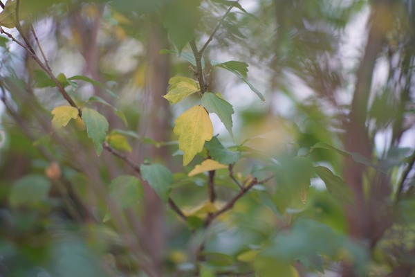 nikon_ai_nikkor_105mm_sony_a7r_ii