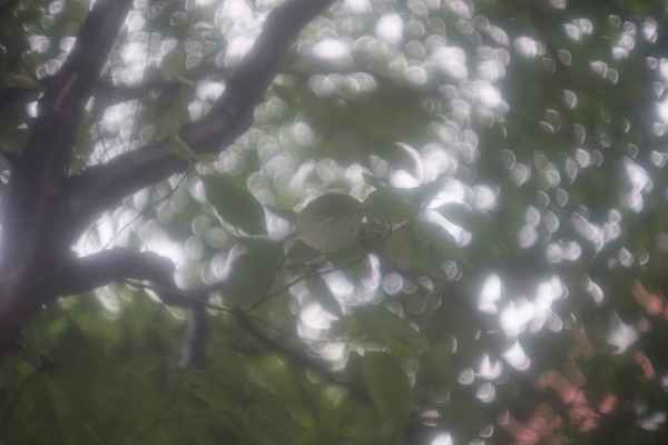 leica_summarit_50mm_l39_sony_a7