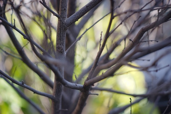 tamron_105mm_nikon-f_sony_a7