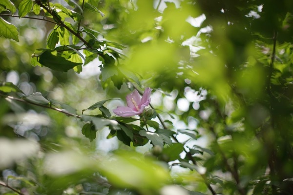 pentax_smc-p_50mm_demo_sony_a7
