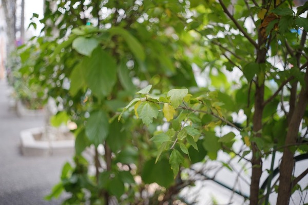 yashica_yashinon_45mm_lm_sony_a7