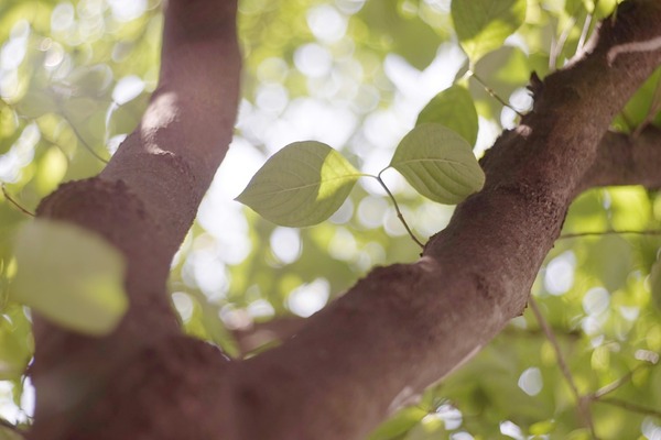 carl_zeiss_jena_tessar_80mm_m42_sony_a7