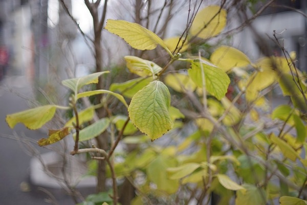 pentax_super-takumar_50mm_m42_sony_a7