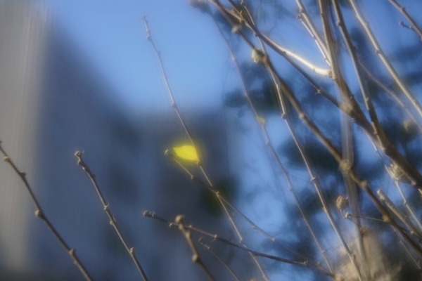 fujifilm_ebc_fujinon_sf_85mm_m42-sony_a7_02