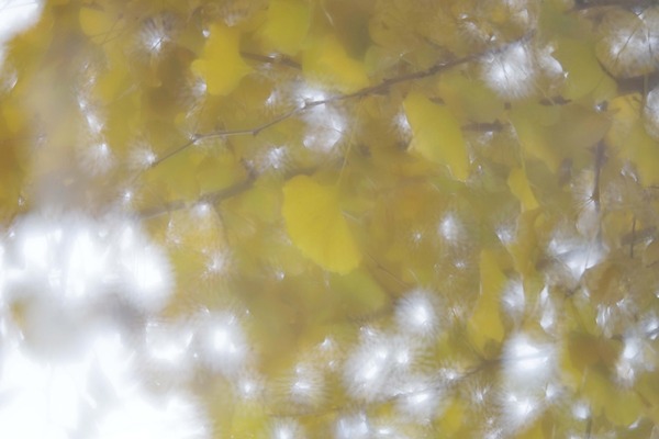 fujifilm_ebc_fujinon_sf_85mm_m42_sony_a7