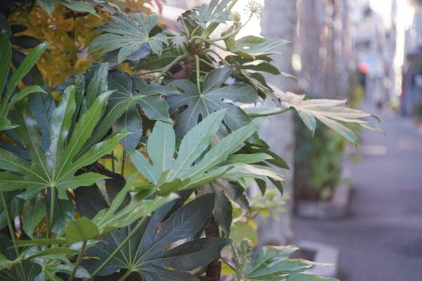 schneider_retina-tele-arton_85mm_deckel_sony_a7