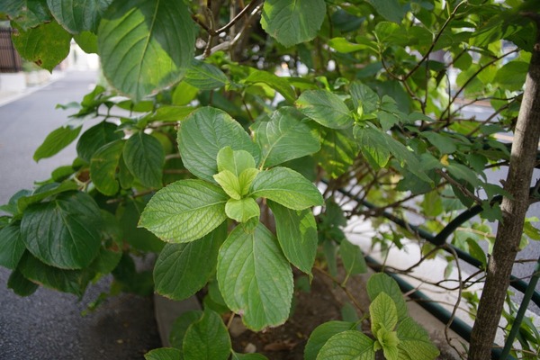 rollei_25mm_qbm_sony_a7r_ii