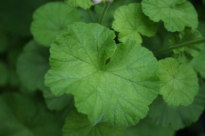 rodenstock_ysaron_50mm_sony_a7