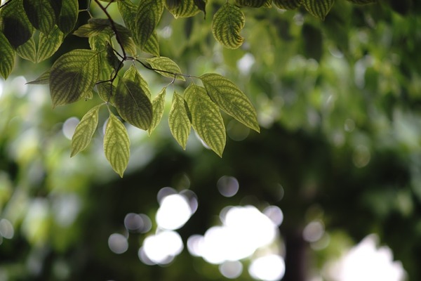 minolta_mc_tele_rokkor-pf_100mm_sony_a7