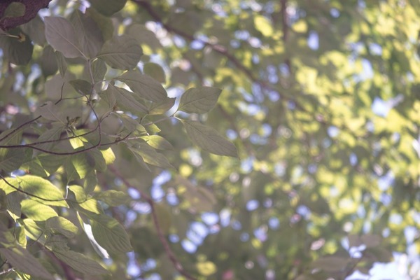 carl_zeiss_jena_tessar_70mm_m42_sony_a7_2