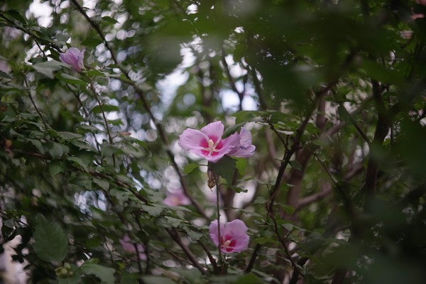 kowa_prominar_50mm_l39_sony_a7