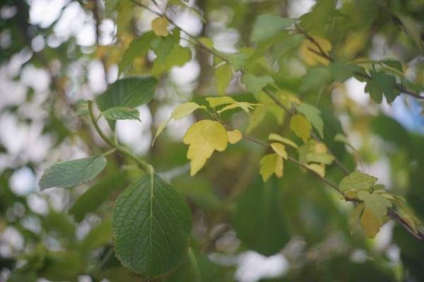 olympus_pen-ft_g_zuiko_60mm_sony_a7