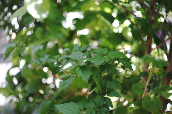 meyer_domiplan_50mm_m42_sony_a7