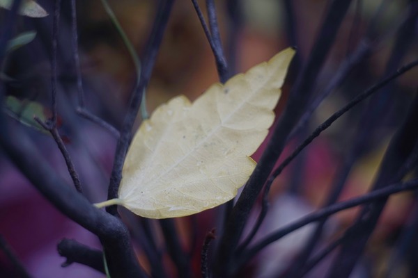 steinheil_macro-quinar_100mm_m42_sony_a7