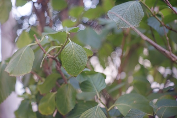 alpa_alfitar_90mm_angenieux_sony_a7