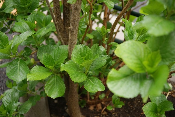 boyer_saphir_b_l39_sony_a7