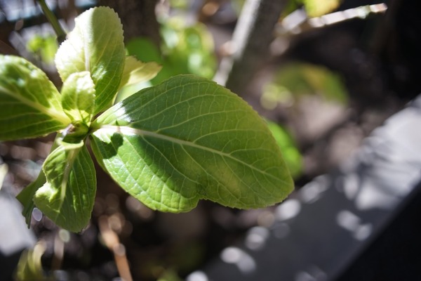 cosina_24mm_mc_macro_nikon-f_sony_a7_b