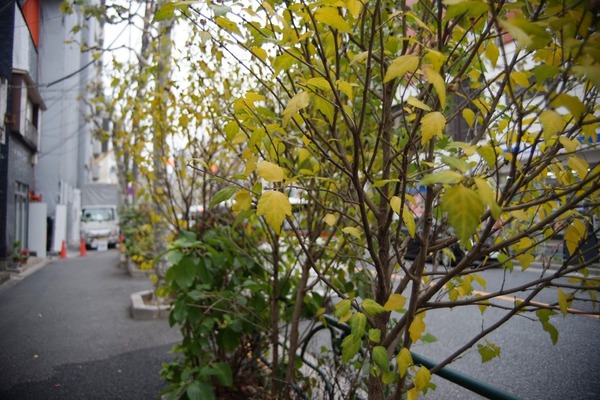 tamron_sp_28-80mm_27a_nikon_f_sony_a7_28mm