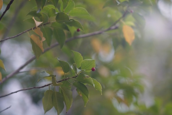 angenieux_90mm_type_p1_leica-r_sony_a7r_ii