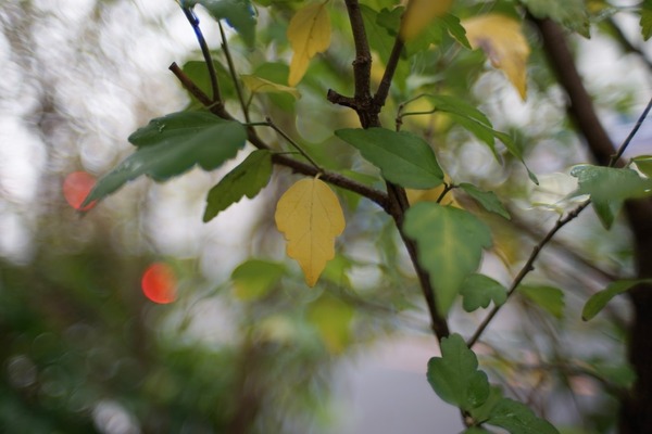 nikon_auto_nikkor-n_35mm_sony_a7