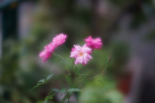 canon_ef_135mm_softfocus_sony_a7_soft_2